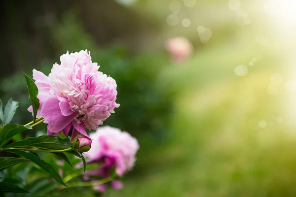 晴れた日に美しいピンク牡丹 — ストック写真