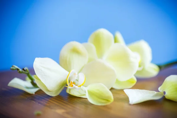 白い蘭の花のクローズ アップ — ストック写真