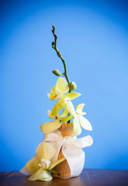 Közeli kép a fehér orchidea — Stock Fotó