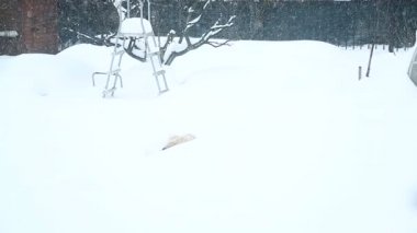Bir büyük bekçi köpeği karda uyur