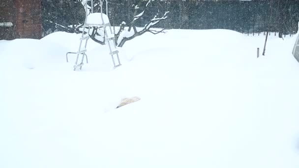 Un gran perro guardián duerme en la nieve — Vídeos de Stock