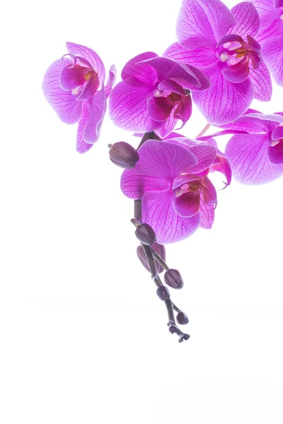 Όμορφα λουλούδια ορχιδέα Phalaenopsis — Φωτογραφία Αρχείου