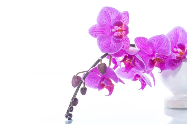 Belles fleurs d'orchidée de Phalaenopsis — Photo