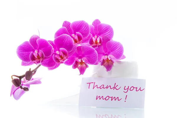 Красивые цветы орхидеи Фаленопсис — стоковое фото