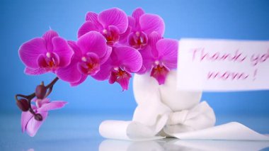 güzel Phalaenopsis orkide çiçekler