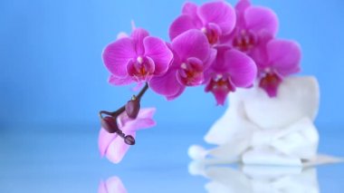 güzel Phalaenopsis orkide çiçekler