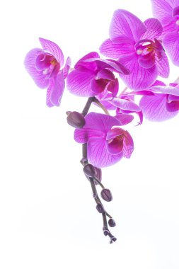 güzel Phalaenopsis orkide çiçekler