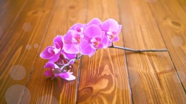 güzel Phalaenopsis orkide çiçekler