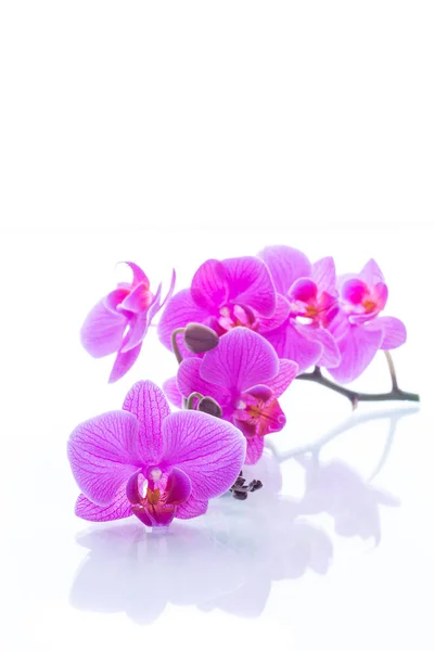 Vackra Phalaenopsis orkidé blommor — Stockfoto