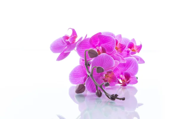 Όμορφα λουλούδια ορχιδέα Phalaenopsis — Φωτογραφία Αρχείου