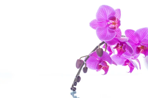 Schöne Phalaenopsis Orchideenblüten — Stockfoto