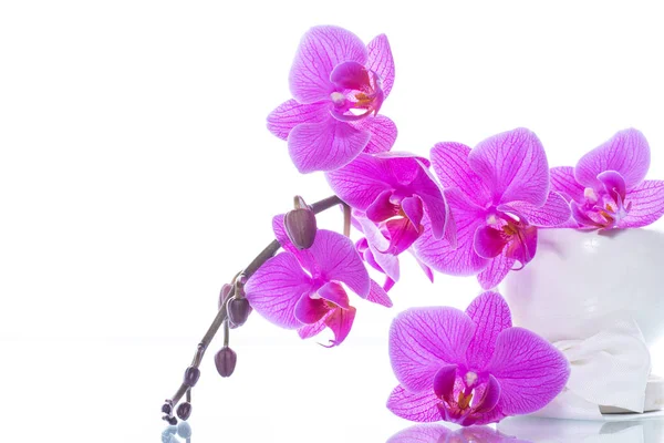 Schöne Phalaenopsis Orchideenblüten — Stockfoto