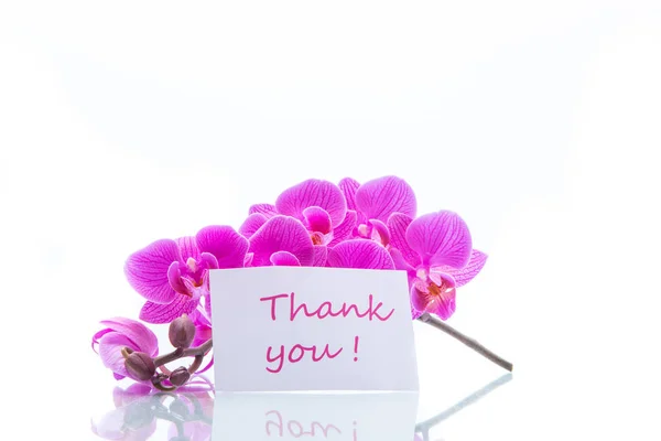 胡蝶蘭の美しい花 — ストック写真