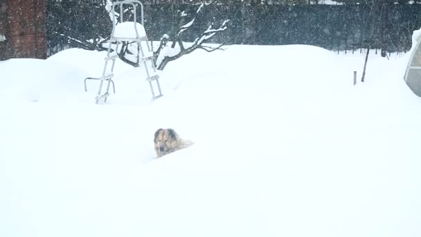 Большая сторожевая собака спит в снегу — стоковое видео