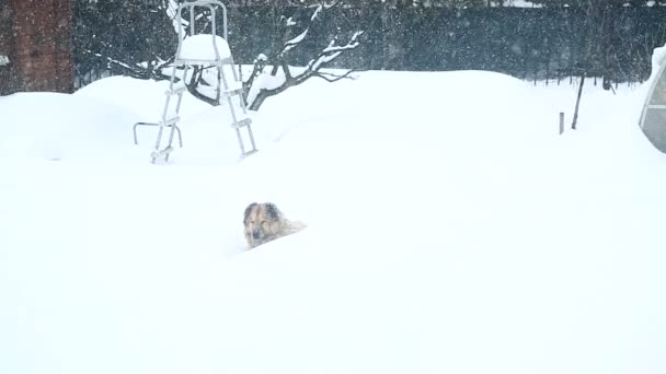 Un gran perro guardián duerme en la nieve — Vídeos de Stock