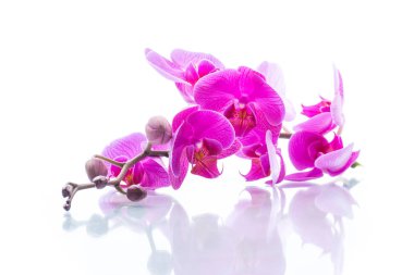 güzel Phalaenopsis orkide çiçekler