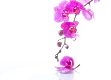 güzel Phalaenopsis orkide çiçekler