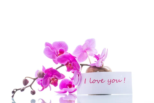Flores bonitas da orquídea de Phalaenopsis — Fotografia de Stock