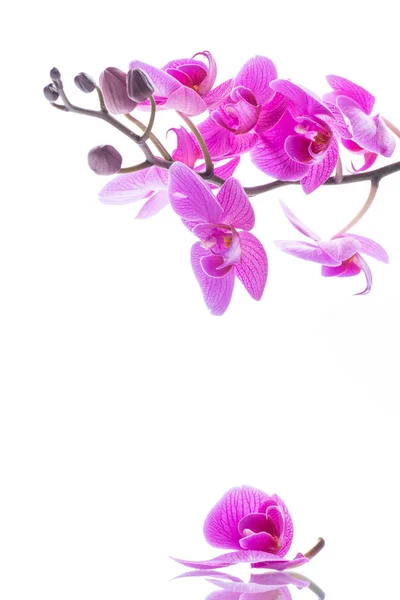 Piękne kwiaty orchidei Phalaenopsis — Zdjęcie stockowe