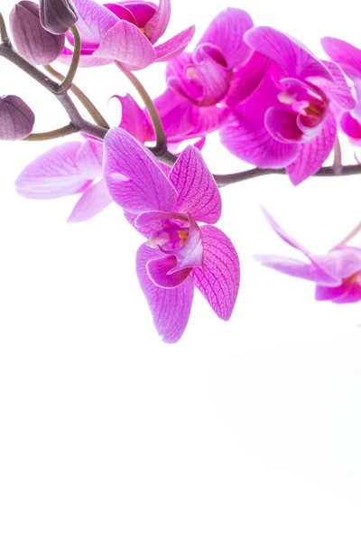 Schöne Phalaenopsis Orchideenblüten — Stockfoto