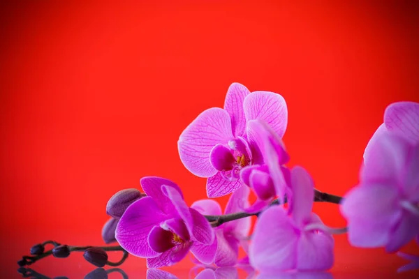 Красивые цветы орхидеи Фаленопсис — стоковое фото
