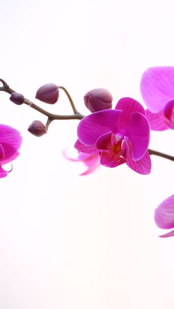 Flores bonitas da orquídea de Phalaenopsis — Vídeo de Stock
