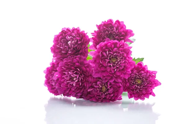 Strauß schöner Chrysanthemen — Stockfoto