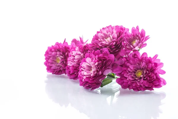 Букет з красивих хризантем — стокове фото