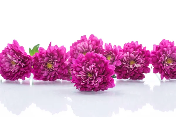 Bouquet de beaux chrysanthèmes — Photo