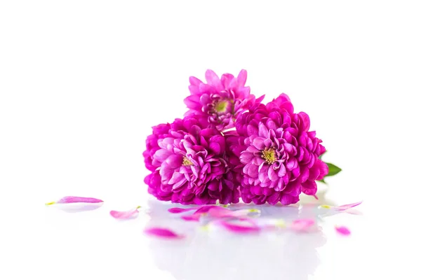 Bouquet di bellissimi crisantemi — Foto Stock