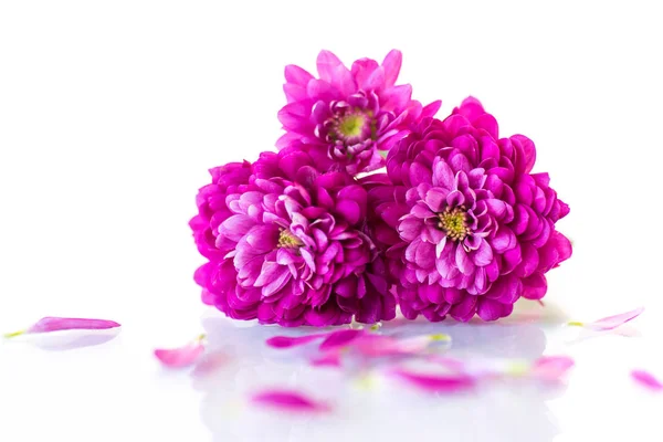 一束美丽的菊花 — 图库照片