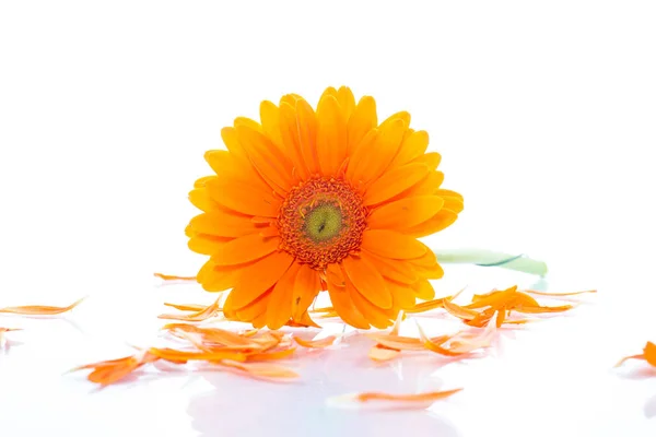 Fiore margherita giallo isolato — Foto Stock