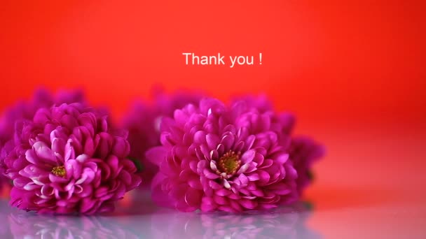 Strauß Schöner Chrysanthemen Auf Rotem Hintergrund — Stockvideo