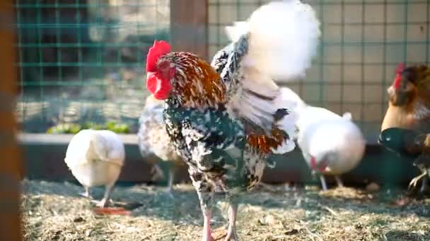 Polla y pollo caminando al aire libre — Vídeos de Stock