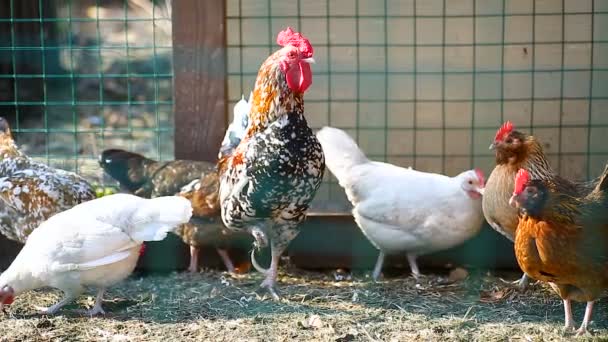 Galo e frango andando ao ar livre — Vídeo de Stock