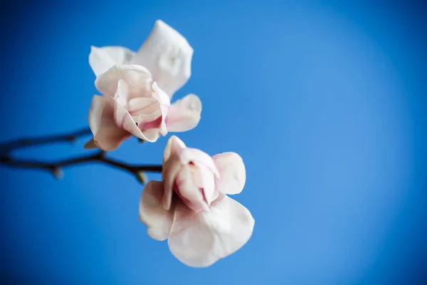Цветок розовой магнолии — стоковое фото