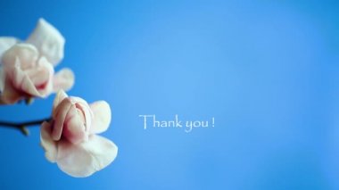 Güzel pembe Manolya çiçek