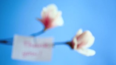 Güzel pembe Manolya çiçek