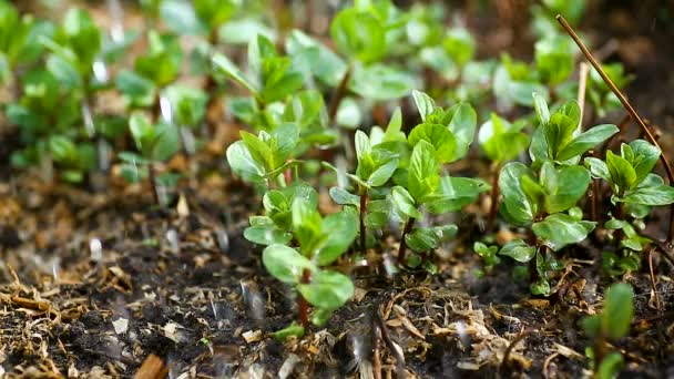 Saupoudrer de menthe fraîche jeune — Video