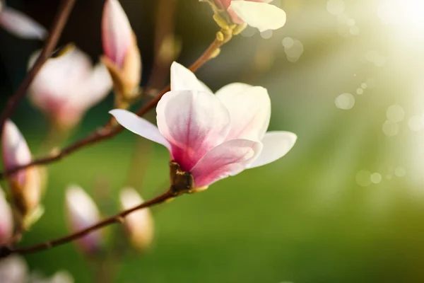 Güzel pembe Manolya çiçek — Stok fotoğraf