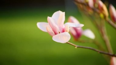 Güzel pembe Manolya çiçek