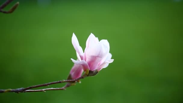 Vackra rosa magnolia blomma — Stockvideo