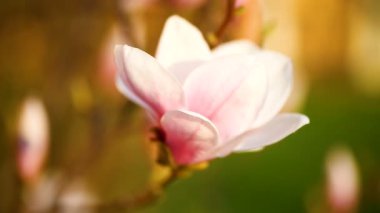 Güzel pembe Manolya çiçek