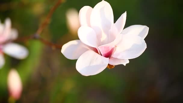 Vackra rosa magnolia blomma — Stockvideo