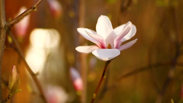 Mooie roze magnolia bloem — Stockvideo