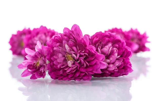 Strauß schöner Chrysanthemen — Stockfoto