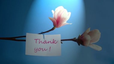 Güzel pembe Manolya çiçek