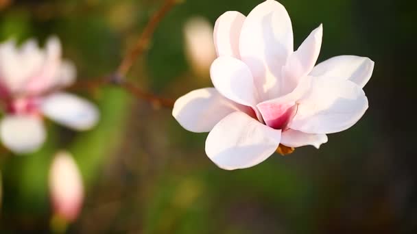 Hermosa flor de magnolia rosa — Vídeo de stock