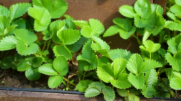 Jardin en bois en forme de pyramide aux fraises plantées — Video