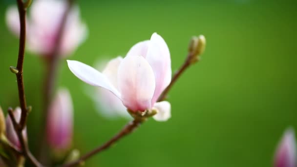 Mooie roze magnolia bloem — Stockvideo